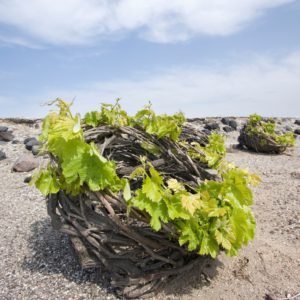 6. A-righteous-cause-Free-Santorini-from-its-sunset-fame-Rent-A-Greek-Villa The unique Santorinian vines, cut down and twirled into a basket in order to protect the grapes from the strong winds.
