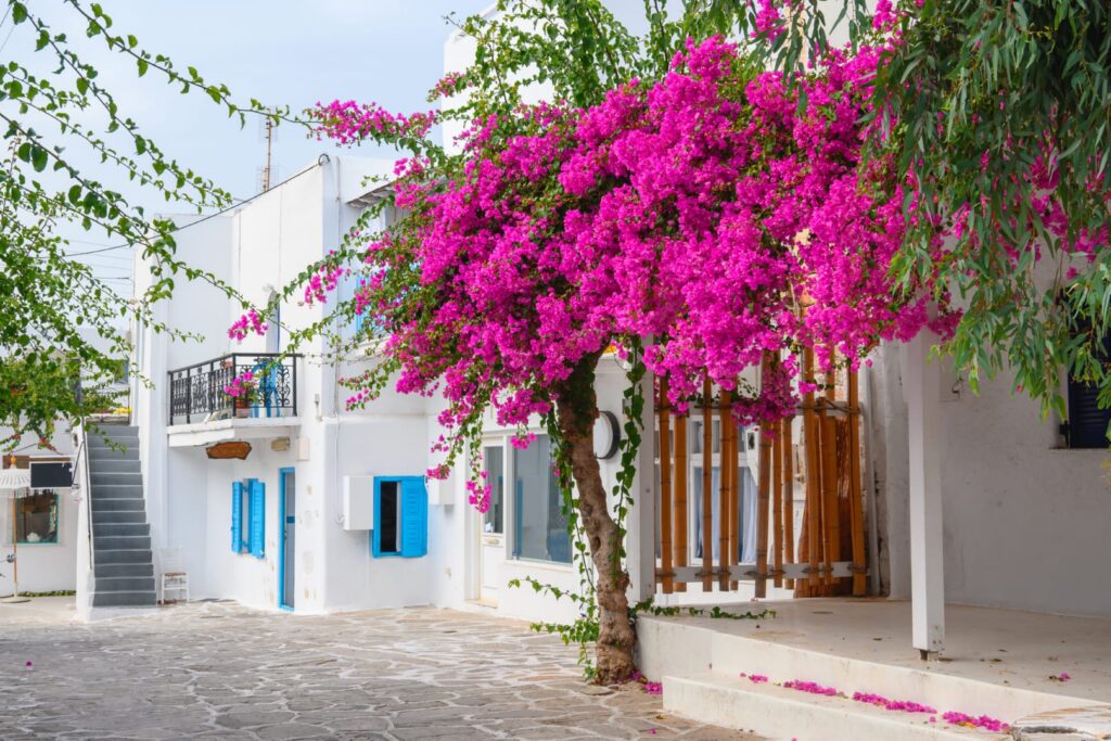 Antiparos | travel guide by Rent A Greek Villa A pebbled street in the town of Antiparos that has the classic Cycladic architecture of white washed cubic buildings with blue windows in the background. There is a pink bougainvillea, very typical of the island. One of the sights available in the travel guide of Antiparos islands.