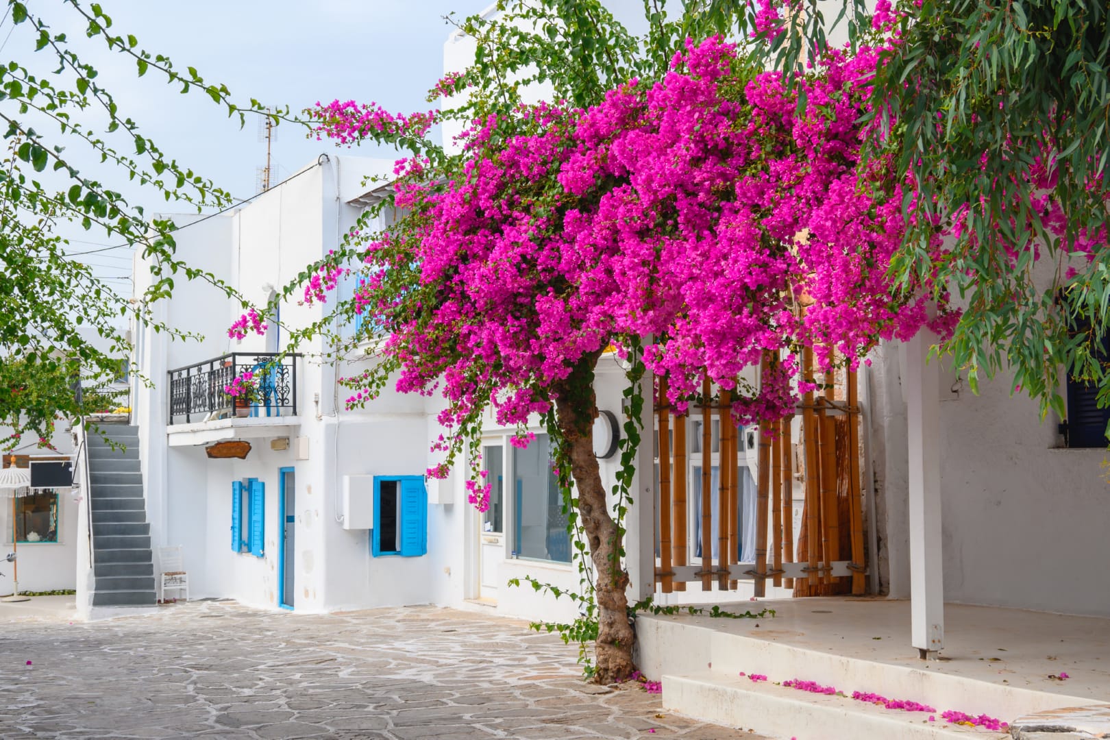 A pebbled street in the town of Antiparos that has the classic Cycladic architecture of white washed cubic buildings with blue windows in the background. There is a pink bougainvillea, very typical of the island. One of the sights available in the travel guide of Antiparos islands.